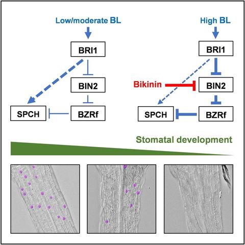 Flow diagrams and micrographs illustrate that low-to-moderate brassinosteroid concentrations promote stomatal formation in Arabidopsis hypocotyls via upregulation of SPEECHLESS, and independently of BRASSINOSTEROID INSENSITIVE2 (BIN2). High brassinosteroid concentrations or direct BIN2 inhibition suppress stomatal development. BIN2 promotes stomatal formation by inactivating BRASSINAZOLE-RESISTANT1, revealing distinct regulatory pathways between hypocotyls and cotyledons.