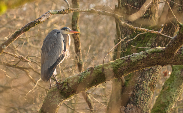 Un héron posé sur une grosse branche.

A heron resting on a large branch.