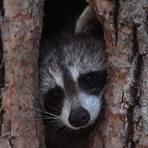 Close up of a raccoon looking outside of a hollow tree trunk