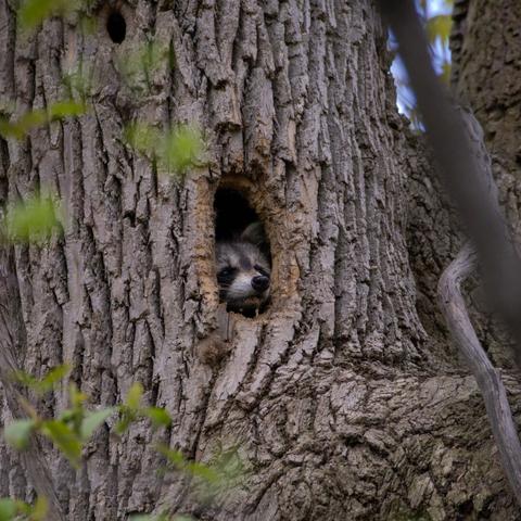 Wider view of a raccoon looking out of a hollow tree.