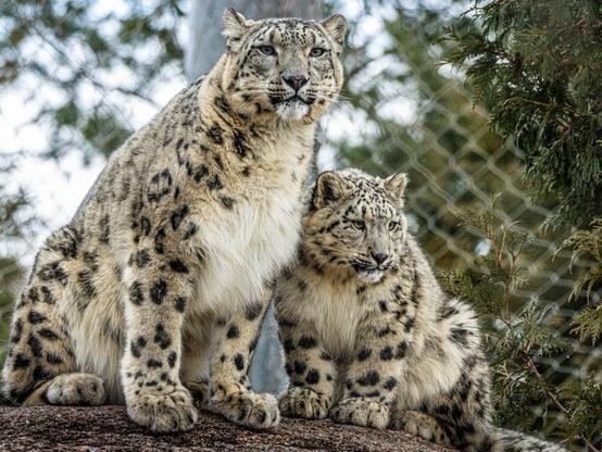 Azure Generated Description:
a couple of cheetahs (46.39% confidence)
---------------
Azure Generated Tags:
animal (99.97% confidence)
mammal (99.94% confidence)
snow leopard (99.69% confidence)
big cat (99.66% confidence)
outdoor (98.81% confidence)
terrestrial animal (98.18% confidence)
wildlife (96.67% confidence)
big cats (96.59% confidence)
tree (96.42% confidence)
leopard (94.85% confidence)
cat (94.54% confidence)
snout (91.97% confidence)
felidae (91.55% confidence)
whiskers (91.18% confidence)
fur (89.93% confidence)
jaguar (86.85% confidence)
zoo (85.90% confidence)
wildcat (84.90% confidence)
panthera (76.32% confidence)
sitting (72.80% confidence)
standing (70.76% confidence)
ground (63.89% confidence)