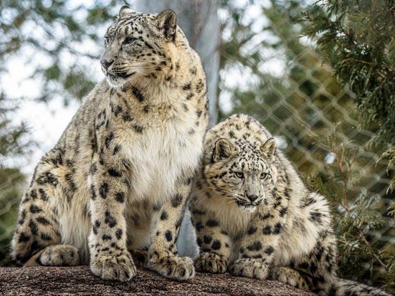 Azure Generated Description:
a couple of cheetahs (45.38% confidence)
---------------
Azure Generated Tags:
animal (99.92% confidence)
mammal (99.85% confidence)
big cat (99.83% confidence)
snow leopard (99.65% confidence)
outdoor (98.53% confidence)
terrestrial animal (98.08% confidence)
big cats (96.98% confidence)
tree (96.97% confidence)
wildlife (96.58% confidence)
leopard (94.25% confidence)
snout (88.96% confidence)
felidae (88.69% confidence)
whiskers (88.31% confidence)
fur (88.28% confidence)
cat (88.23% confidence)
jaguar (86.29% confidence)
zoo (85.93% confidence)
panthera (79.18% confidence)
sitting (71.33% confidence)
standing (62.15% confidence)
ground (54.82% confidence)