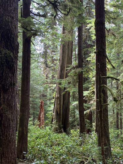 Ancient Forest is a mix of very old trees and those which have fallen and nurse  the new growth in an endless cycle of community of life.