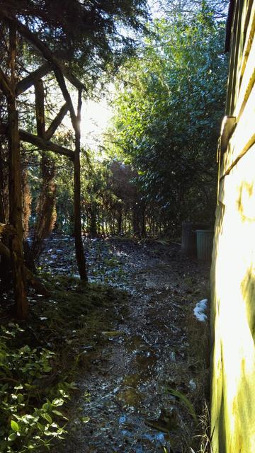 #OurCamellias are #Still #Camellioratin'...