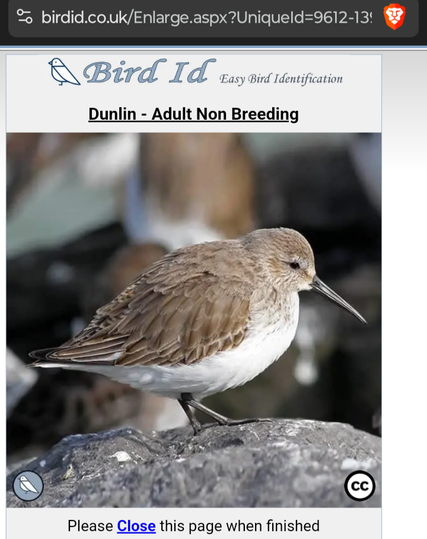 Dunlin bird