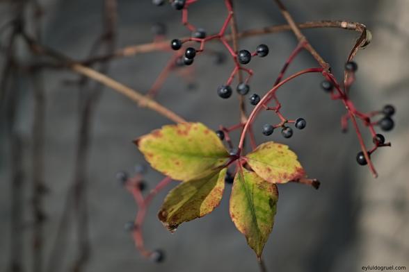 close-up of a fall leaf on a vine.