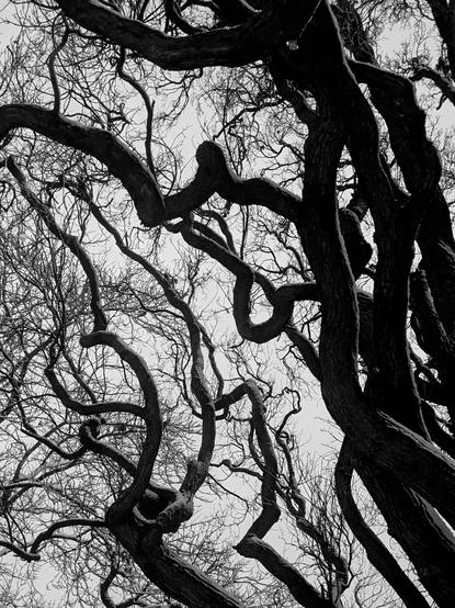 Drie zwart-witte foto's van de kronkelende takken van een eikenboom. Het is winter; de takken steken donker af tegen de lichtgrijze lucht, en sneeuw ligt op de bovenkanten.