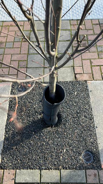 on a train platform, a newly planted tree, with its roots encased in asphalt, has received a large black plastic tube ~5-6 inches in diameter. the tubing surrounds the base of the tree to the height of 2 feet. in comparison, the small tree is under 2 inches in diameter at its base.