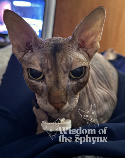 Gray Tortie sphynx with golden eyes