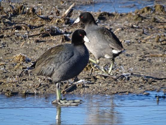 A pair of puffed up black American Coots standing under the bright sunlight on a cold morning. One is on the frozen mud, its black head and white bill clear under the sun with a gleaming red eye. The other is standing on the frozen water, its yellow-green lobed feet spread wide over the ice. A clear red eye looks over the white bill.