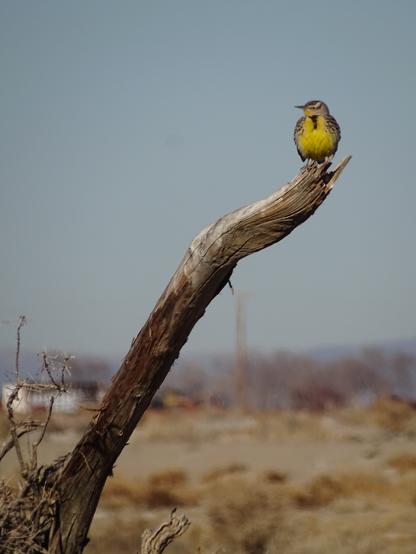 Perched at the top of a long thick broken branch, weathered grey from the intense desert sun, a bright yellow Western Meadowlark looks off to the left. Its yellow chest and black throat mark are surrounded by the speckled shoulders and topped with the round head tucked low into its neck. The small thin beak is pointed to the left, with a small round eye looking out over it.