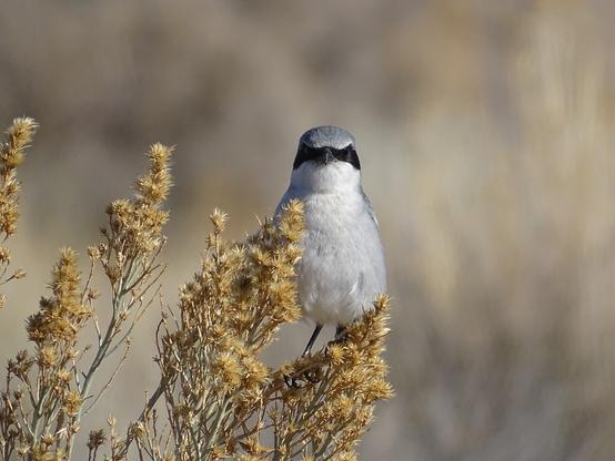 A Loggerhead Shrike, a small white and grey bird with a black eye mask extending back from a sharp beak, perches on the winter brown branches of a bush. It's tiny black feet gripping the thin twigs. The black eyes gleam in the sunlight, a small white dot seemingly the only thing to separate the eye from the surrounding black mask feathers. It is looking straight forward over the sharp beak, seemingly glaring into the camera lens.