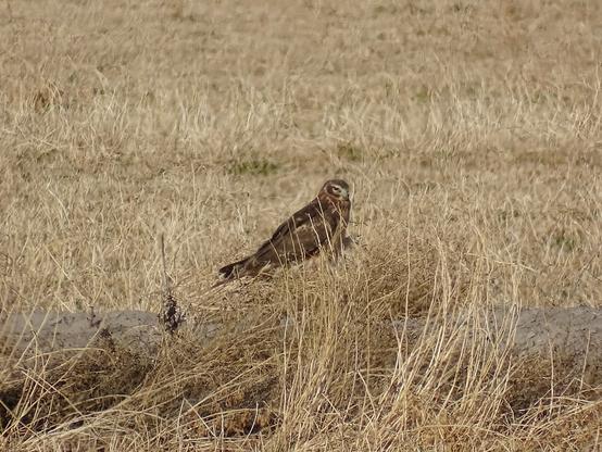 Almost hidden amid the tall light tan grass, a dark brown Northern Harrier stands on the ground, its long body hunkered down low to the ground. The round owl like face is scanning the field, dark eye gleaming in the bright sunlight.