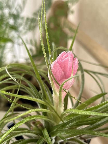 Gros plan sur un bouton de fleur rose en train d’éclore, sur une plante sans racines (tillandsia), couverte de gouttelettes d’eau.