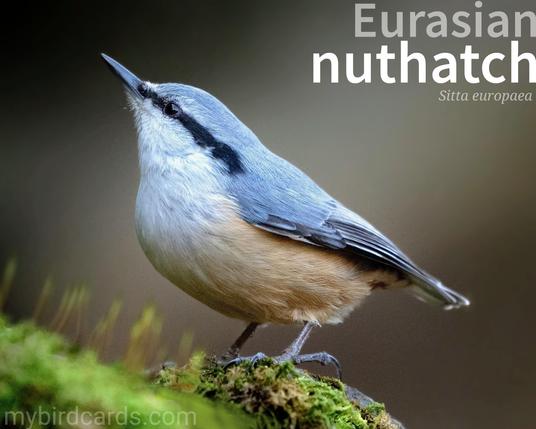 🌍🌏 Eurasian nuthatch (Sitta europaea)

The Eurasian nuthatch or Wood nuthatch is a small, plump bird with a distinctive blue-grey back, a rusty-red underside, and a black eye stripe. It is found throughout Europe and Asia, inhabiting mature deciduous or mixed woodlands. Nuthatches are agile climbers, capable of moving both up and down tree trunks with equal ease. They often store food in crevices in bark, and their loud, nasal call is a common sound in woodlands. 1.5 Flash (Edited) 

Conservation status: Least Concern (IUCN 3.1) 

📷: Photo by yoshitaka2 via Pixabay

SKBV