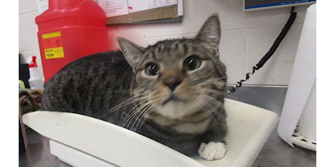 A grey tabby lies prone on some sort of small curved platform, and is leashed to a cinder-block wall.  He is looking up toward the camera with curiosity