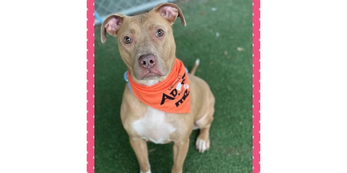 A fawn-colored pit bull sits on a lawn beside a chain-link fence.  The doggy is wearing a bandana, and looks up toward the camera with curiosity, ears perked up