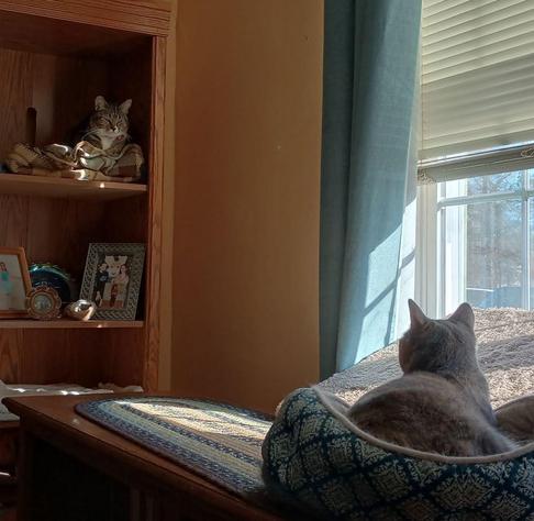 A small tabby cat with white markings is lying on some plaid blankets inside a compartment in a bookcase/entertainment center.  A grey, orange and white dilute tortoiseshell cat is steadily watching her in a cat bed below.
