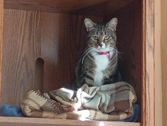 A self-satisfied little tabby cat with white markings is sitting upright on some plaid blankets in a compartment in a bookcase/entertainment center.