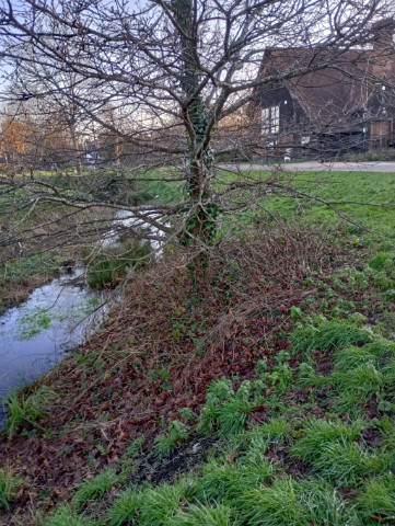 Water comes in many shapes and sizes, and this stretch is the remains of an ancient moat, which sometimes contains an ankle height of water, at other times thick mud, and occasionally is so dry that you can walk down one slope and up the other. 
We know that Ruislip was a religious building in the 12th century, and then became a Manor, before being converted to a farm in the 16th century. The moat seems to have been dug in the 18th century, we do not know why; and it presumably annoyed a later tenant, because they filled most of it in, just before the turn of the twentieth century. 
Many of the farm buildings remain. The barn showing in the picture is now the lending library. A smaller one to its right is an art gallery. The stables are used for various classes. The large barn is used for exhibitions and markets. 
This picture shows the best preserved piece of the moat, which starts beside the car park and curves past the buildings, around a mound, which at one time was thought, wrongly, to have been the site of a castle. 
I like the picture because it is not just water, that simply snakes past from the middle of the frame and exits just above the bottom left hand corner. Most of the picture is occupied by a rather gnarly tree, branches in all directions, through which you peer. You can see the bank of the moat, sloping down to the water. And behind the tree is the dark brown wooden barn that is now the library, its huge window framed by two branches