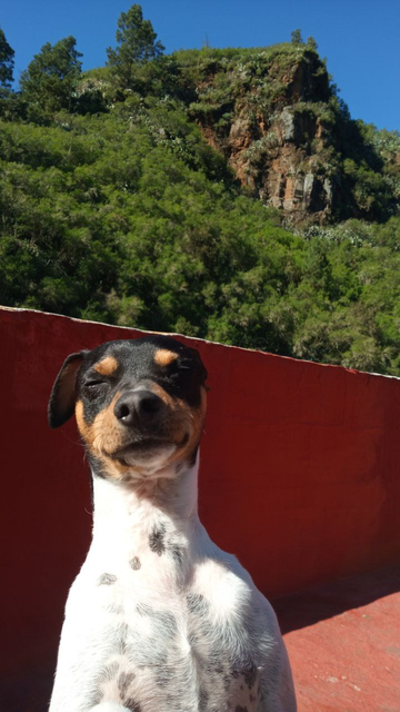 Bodeguero andaluz standing up on his backlegs, closing his eyes a bit since he's facing the sun on a clear sunny day. On the back, a mountain with pine trees, wild vegetation and a dome-like rock.