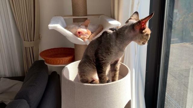 デボンレックス弟はお兄ちゃんに構って欲しくて仕方ありません(Devon rex cat wants to play with his brother)