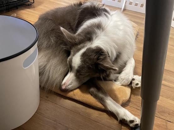 border collie curled up into a ball, sleeping on a dog bed.