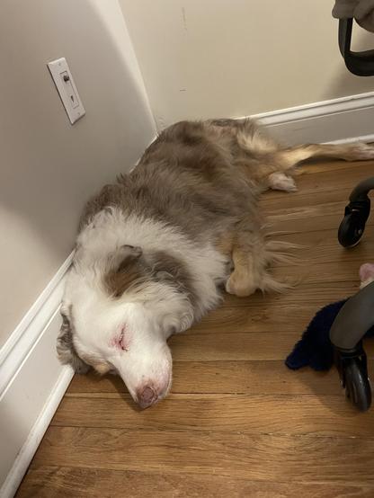 australian shepherd leaned up against a wall, laying down sleeping.