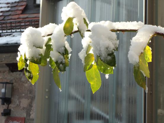 Schneebedeckter Zweig mit grünen Blättern und herabtropfenden Wassertropfen vor einer Hauswand