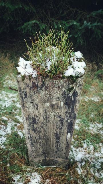 A photo of an old, thick, cuboid fencepost. The top has a dusting of snow and various things growing out of the top of it.