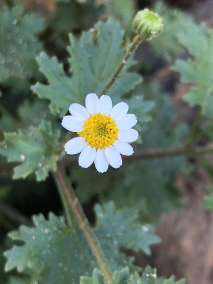 Emory's Rock Daisy, a small desert daisy with bright white ray flowers and yellow disk flowers.