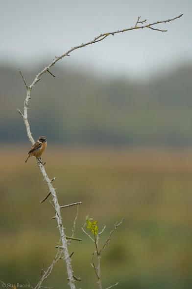 A photograph of a male Stonechat on an old dead branch. The background is a brown/green mix of the marsh out of focus