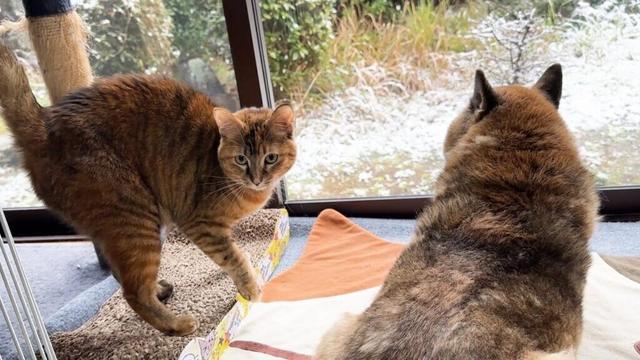 雪に夢中な柴犬に甘えるチャンスと寄って来る猫が可愛い