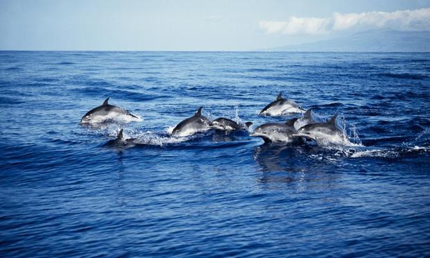 Varios delfines en el mar (Getty Images)