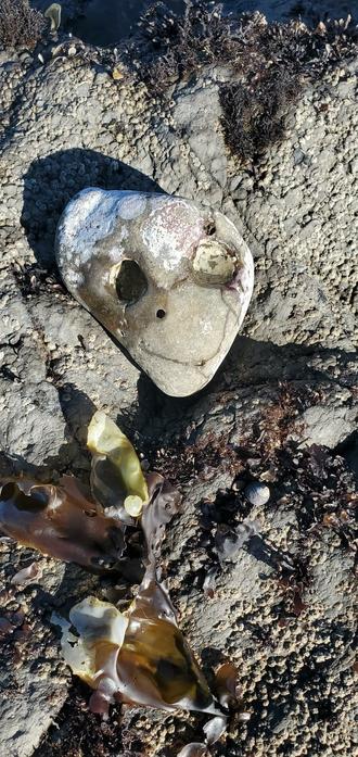 Alien- looking tide pool rock, with 2 large holes that look like eyes and a Crack that looks like a smile. 
San Mateo County