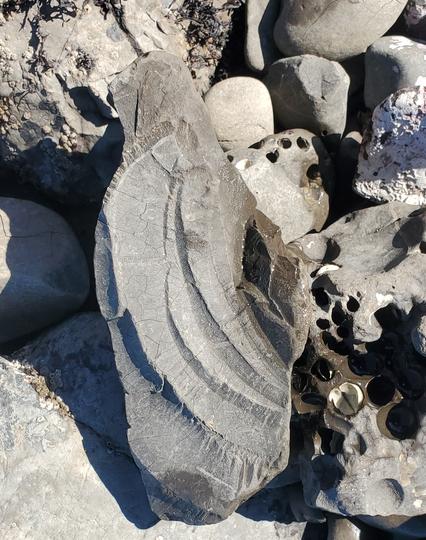 Fossil tide pool rock
San Mateo County