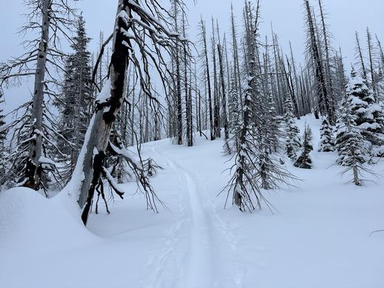 A snowy landscape featuring tall, burned trees and snow-covered ground. A narrow skin track ski path is visible, suggesting a trail into the wilderness. The scene is overcast, creating a tranquil, wintry atmosphere.