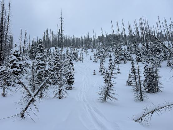 A snowy landscape featuring evergreen trees, some heavily laden with snow, and a track winding through the fresh snow. The scene is set under a cloudy sky.