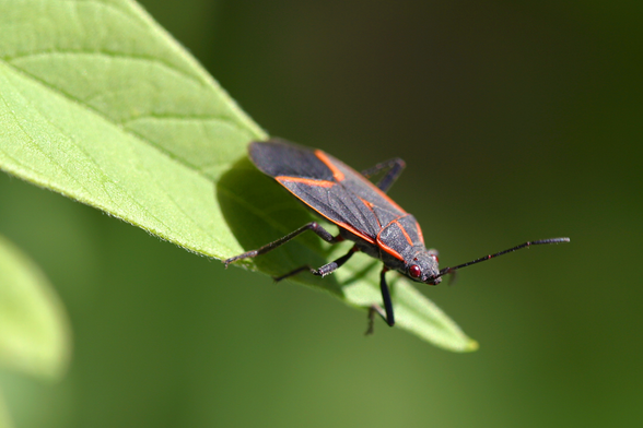 sitelen li ni: pipi "Box Elder Bug" lon kasi. pipi li pimeja li jo e loje lili. lukin pipi li loje li suwi.
ilo Wikipedia li jo e sitelen ni: https://en.wikipedia.org/wiki/Boxelder_bug#/media/File:Boxelder_bug_pittsburgh.jpg