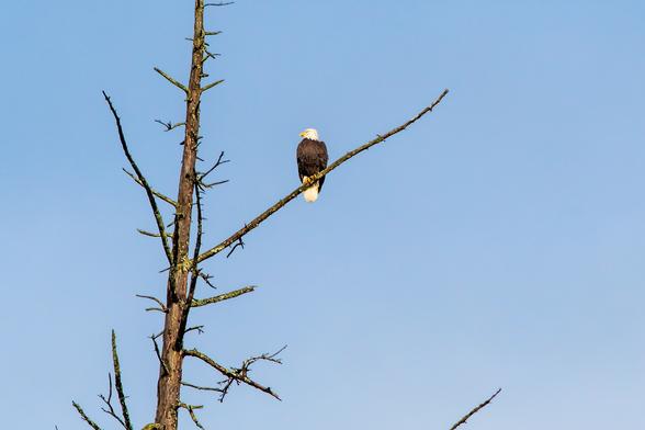 A tall, bare, very dead, half delimbed tree against a pale blue sky. An adult bald eagle sits on a long, outstretched branch. He (or she) has dark brown/black body and wings, and a bright white head and tail. His hooked beak and his eyes are yellow. He's looking off to the left.