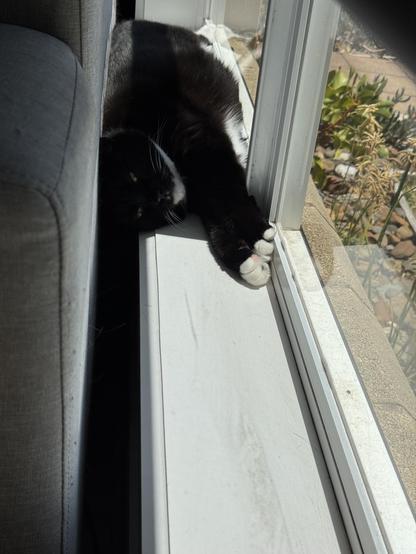 Photo of a tuxedo cat lying on a windowsill in direct sunlight. The cat is stretched out and on her side so the sun hits her chest and stomach. Behind her is a sofa that is up against the window thus making a protected area perfect for a cat to camp out in.