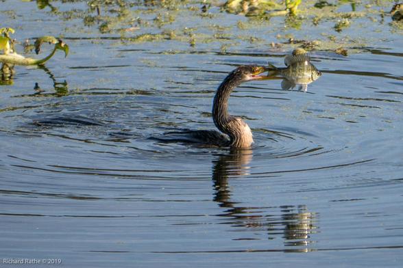 Anhinga with Fish