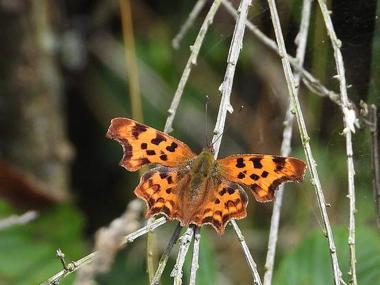 Gehakkelde aurelia. Een oranje vlinder met een bruine achterrand langs de vleugels en een aantal zwarte vlekken op de vleugels. De vlinder zit op wat dode takjes in de zon om op te warmen.