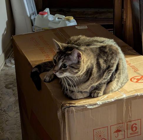 Brown Tabbie cat on box