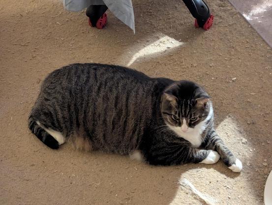 Tabbie tuxedo cat on carpet