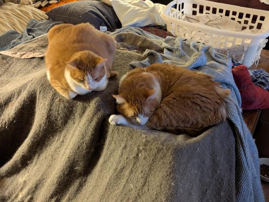 Girl and boy orange and white cats on blankets on top of boxes