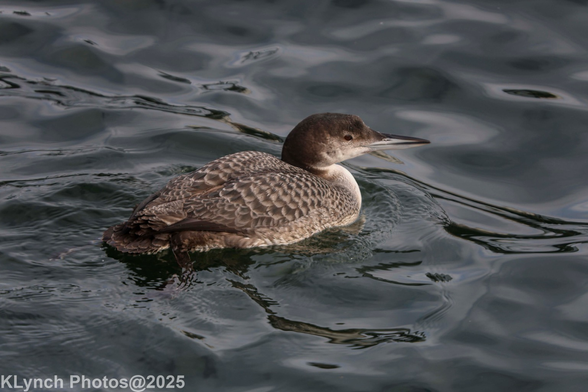 Common Loon swimming along the wharf