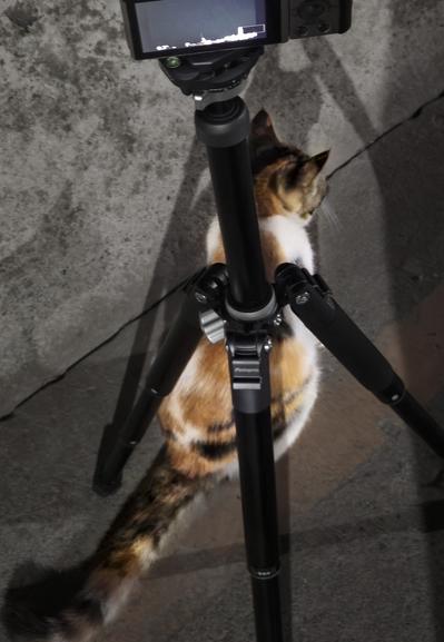 a cat sitting under a tripod.