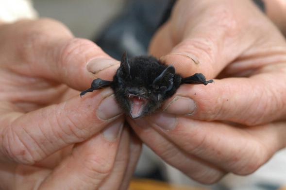 An older white person holds a small micro bat by their wings with both hands. The microbat looks like a black cotton ball with cut little black ears, but he is screaming.
