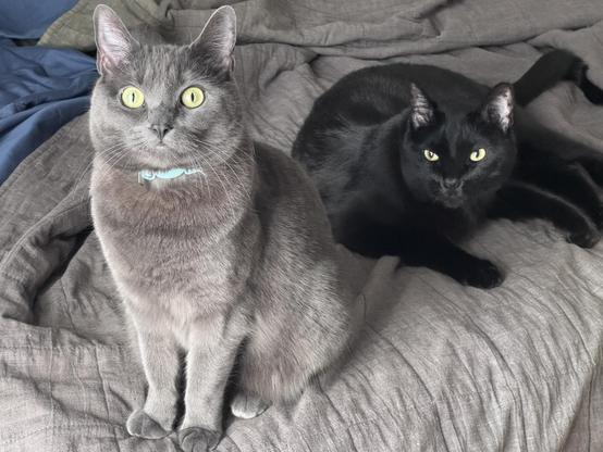 A grey cat sits up on a bed. An annoyed black cat lay behind her.
